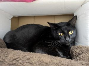 Meet Midnight - a sleek handsome gentleman with a mysterious charm and a heart of gold This adult 
