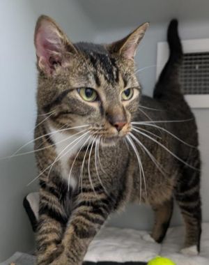 Meet Tigger - a confident curious guy with a playful spirit and a heart full of love Whether hes 