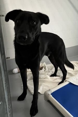 Meet Onyx - a handsome Shepherd mix with a heart full of love and paws made for walking This loyal