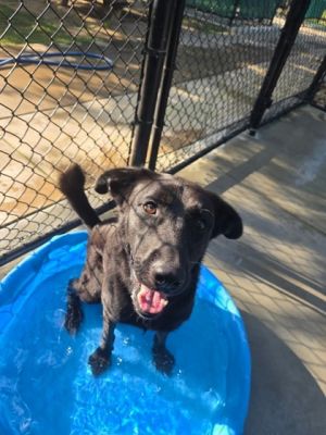 Onyx 807-25 Shepherd Dog