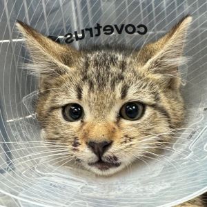 Dew Domestic Short Hair Cat