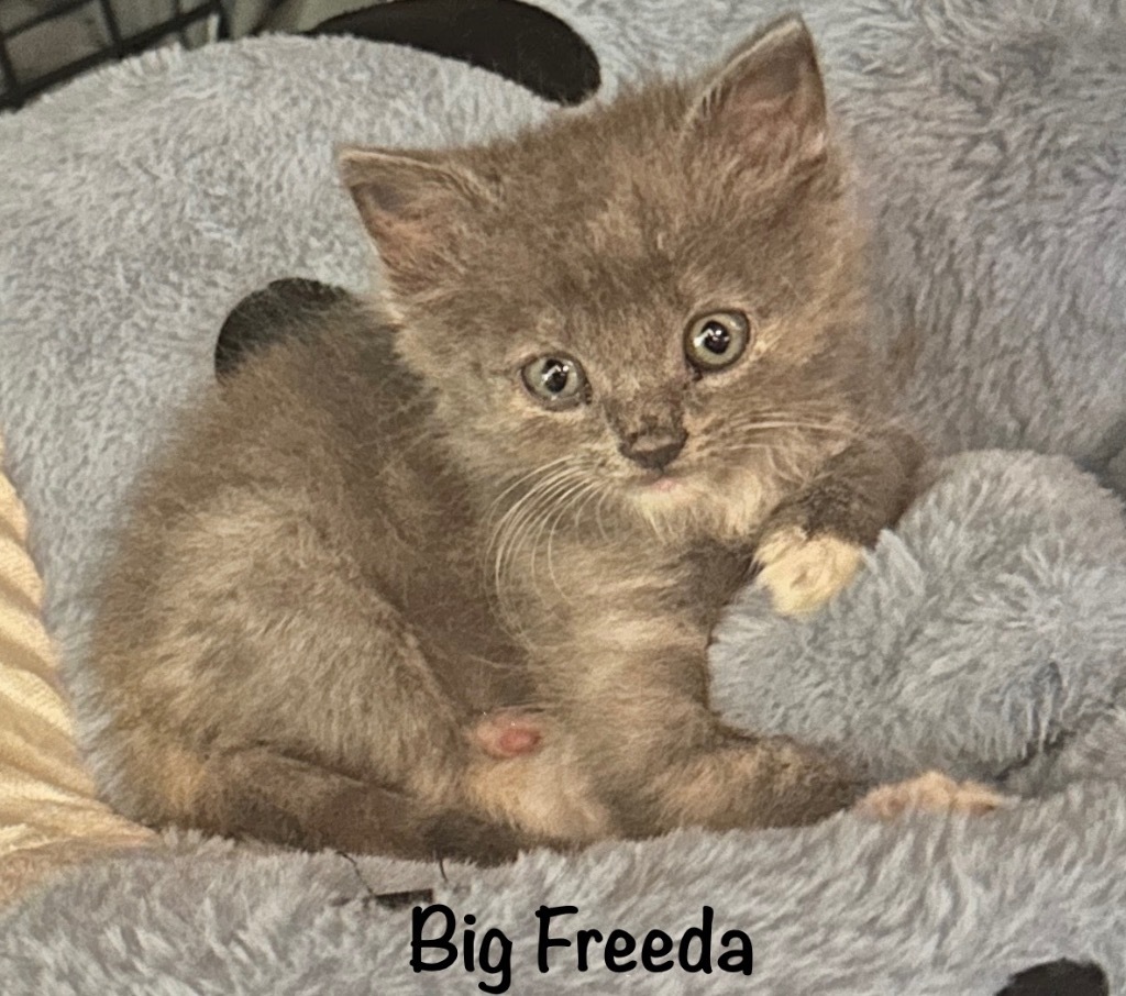 Big Freeda