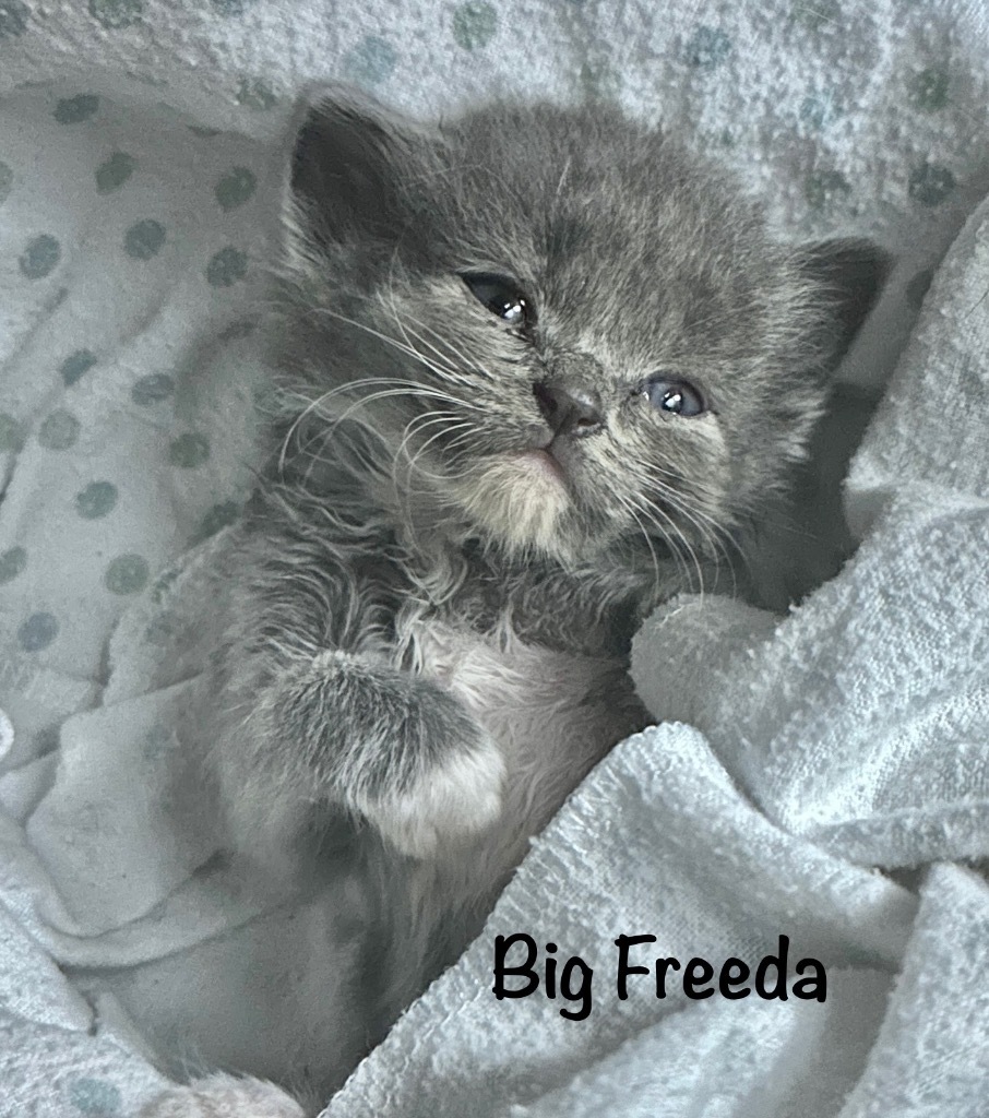 Big Freeda