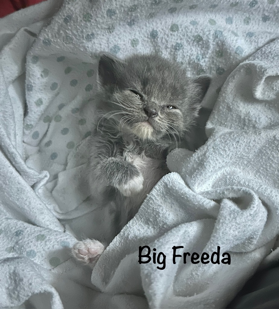 Big Freeda