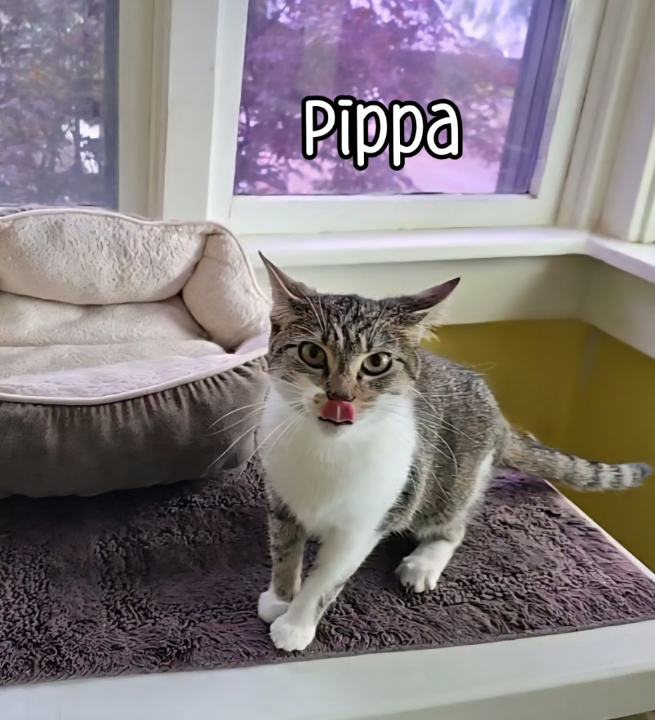 Pippa