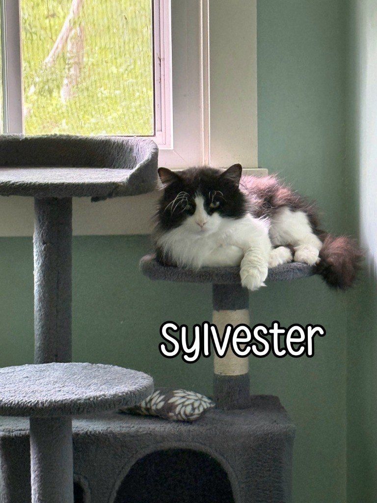 Sylvester