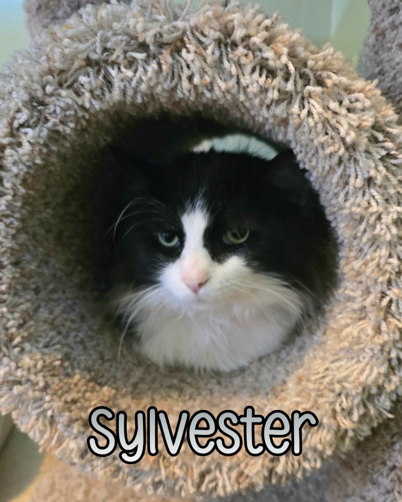 Sylvester