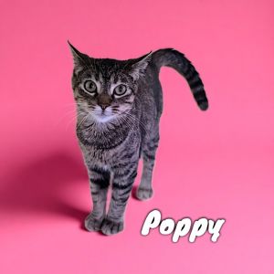 Poppy, Young Female Domestic Short Hair