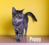 Poppy photo 3
