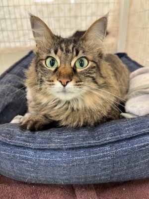 Pearl, Adult Female Domestic Long Hair