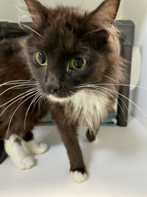 *Jupiter*, Young Female Domestic Short Hair