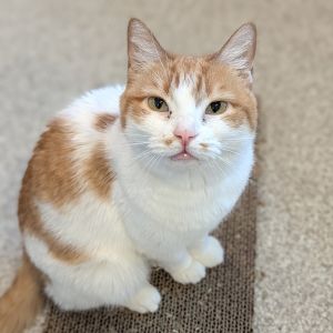 Sparrow, Adult Female Domestic Short Hair