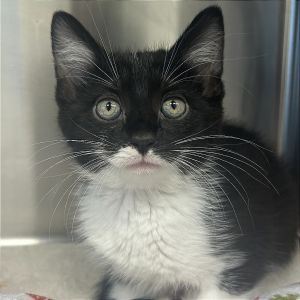 Van Turkey, Baby Female Domestic Short Hair