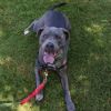 Milo (In Foster) photo 1