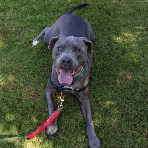 Milo (In Foster), Adult Male unknown