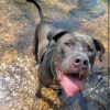 Milo (In Foster) photo 2