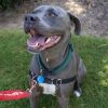 Milo (In Foster) photo 3