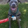 Milo (In Foster) photo 5