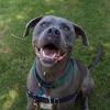 Milo (In Foster) photo 6