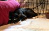 Queso (FIV+) photo 2