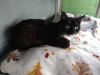 Queso (FIV+) photo 3
