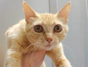 Martian*, Adult Female unknown
