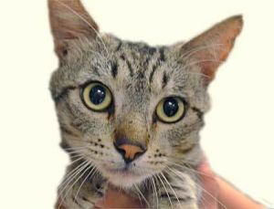 779962, Adult Male Domestic Short Hair