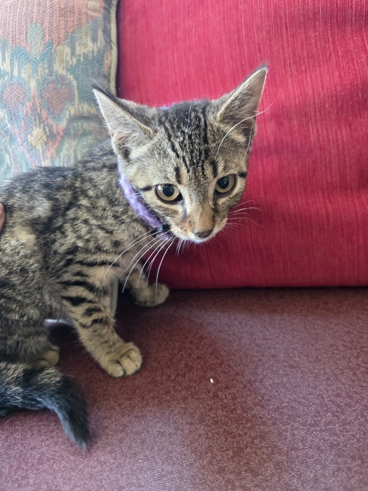 Season Kitties : Summer
