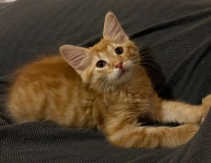 Remy, Baby Male Domestic Short Hair