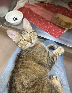 Elena, Young Female Domestic Short Hair