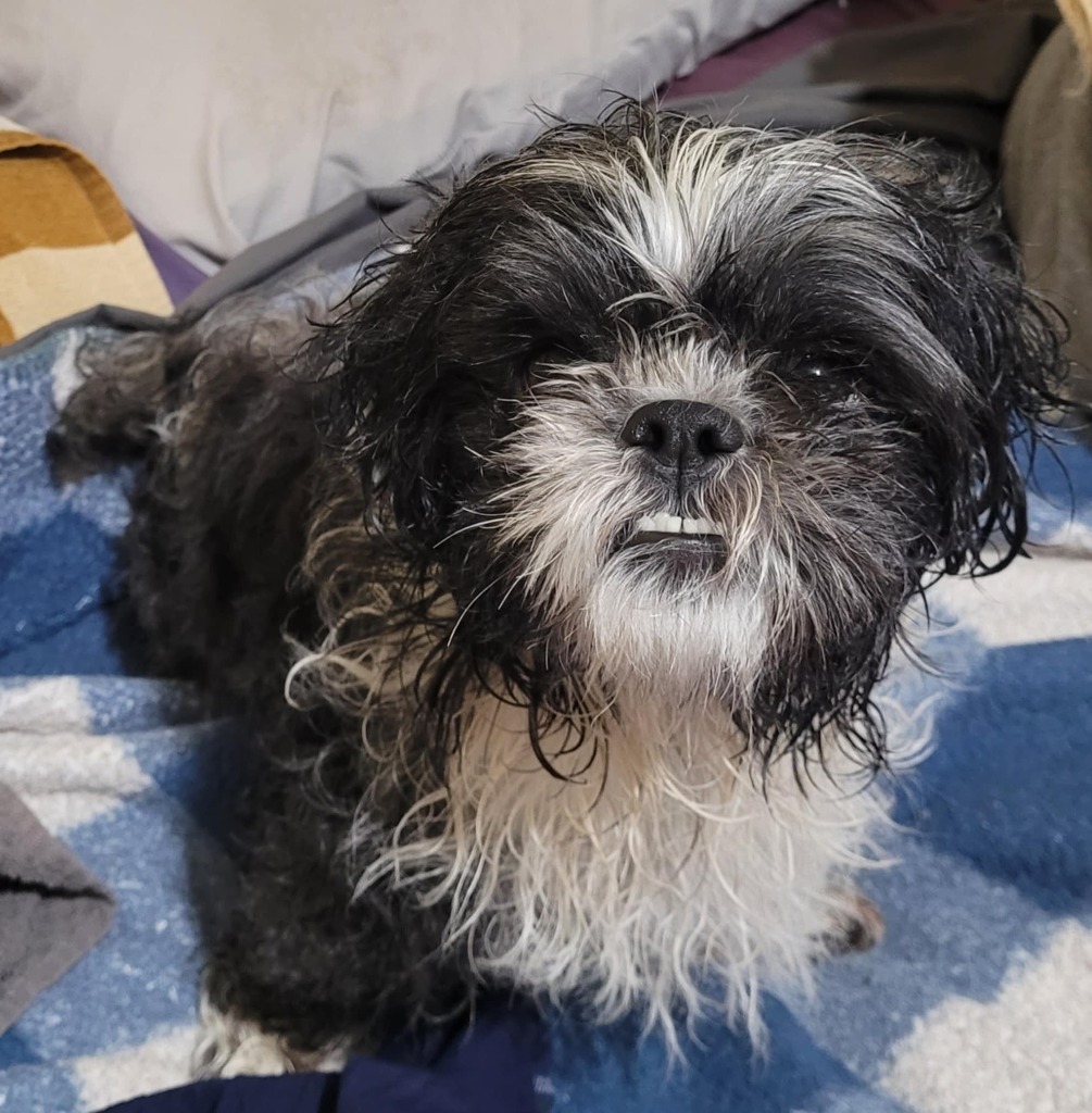 Oreo