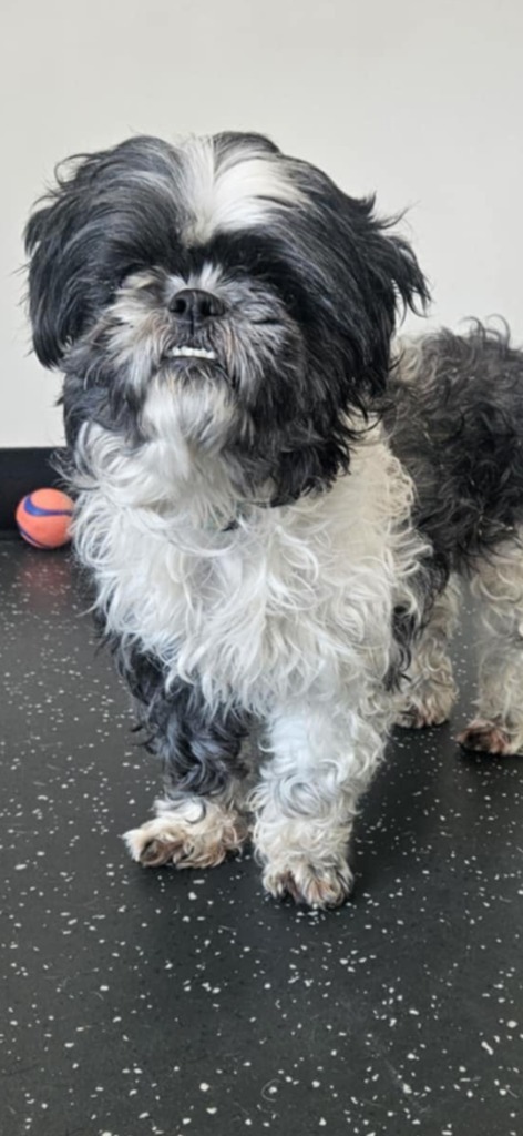Oreo