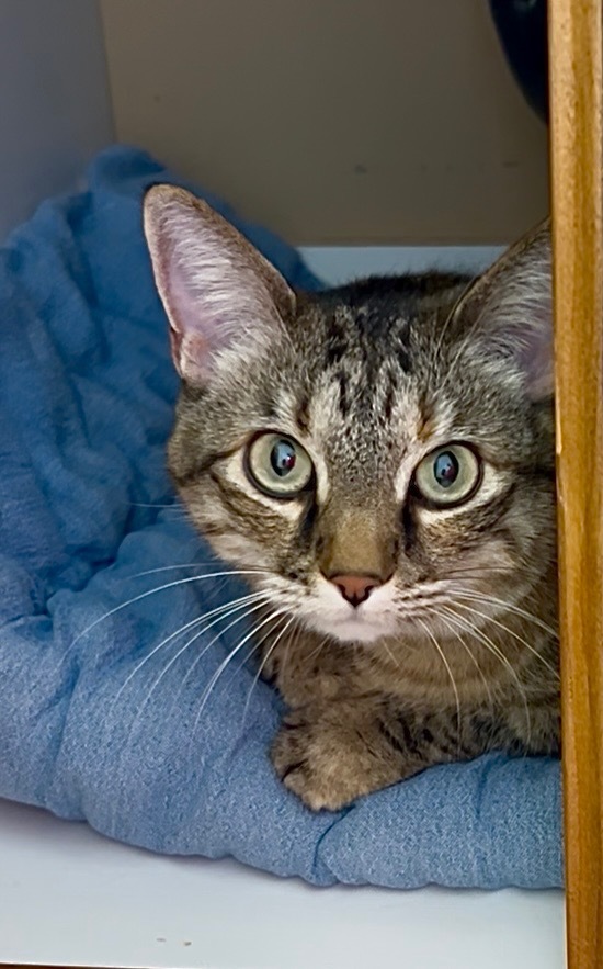Lulu