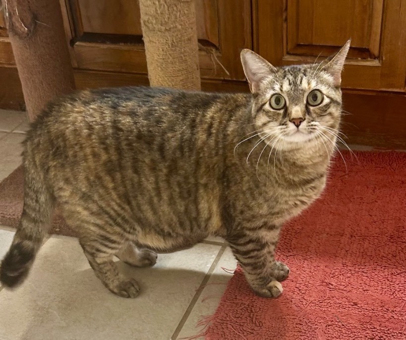 Lulu