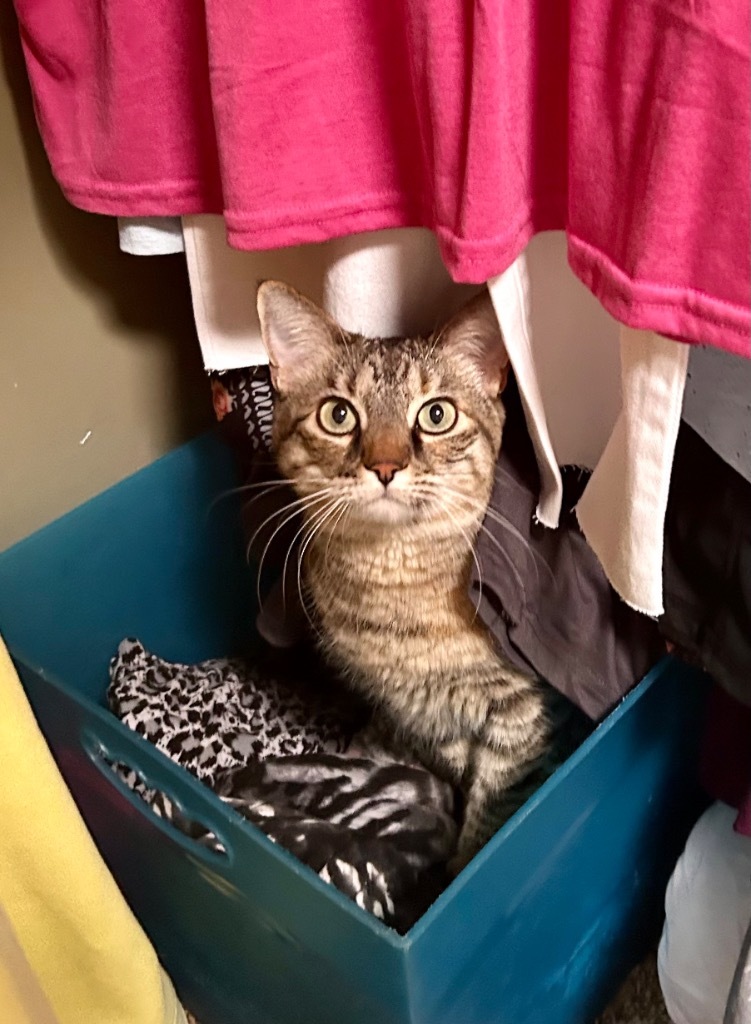 Lulu