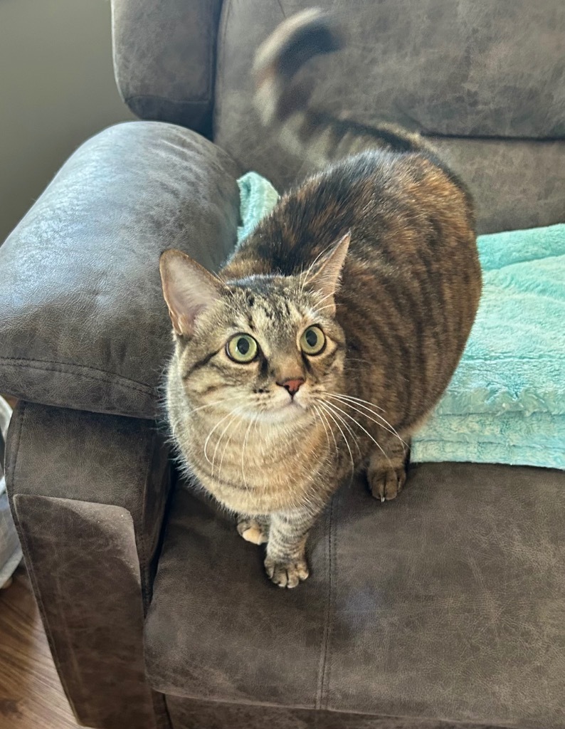 Lulu
