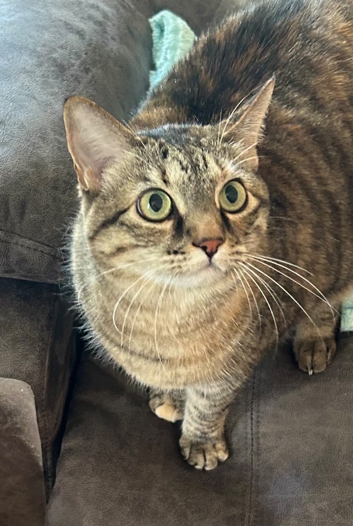 Lulu