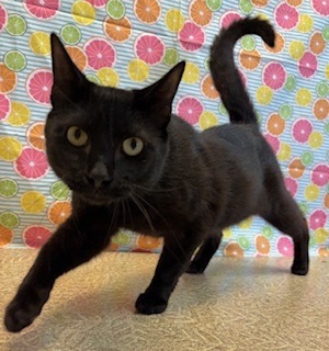 Buster, Adult Male unknown