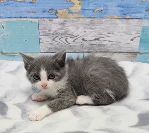 Grant, Baby Male Domestic Short Hair