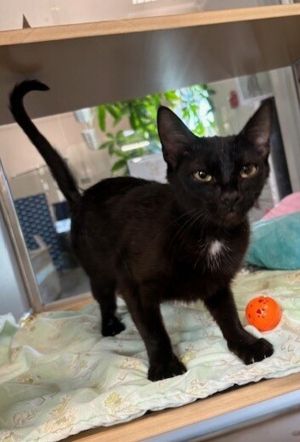 Jazzy Domestic Short Hair Cat