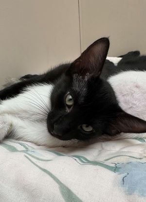 Primary Color Black Weight 344lbs Age 0yrs 3mths 0wks Animal has been Neutered