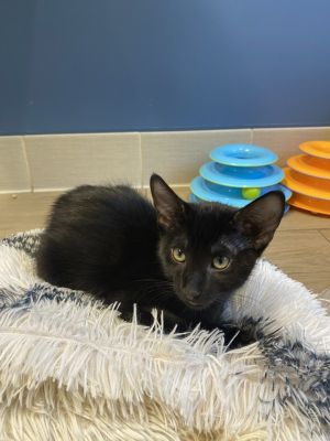 The names AsiagoThats right-like the cheese Im a handsome all-black domestic
