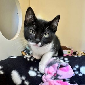 Irving Domestic Short Hair Cat
