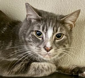 Corbin, Adult Male Domestic Short Hair