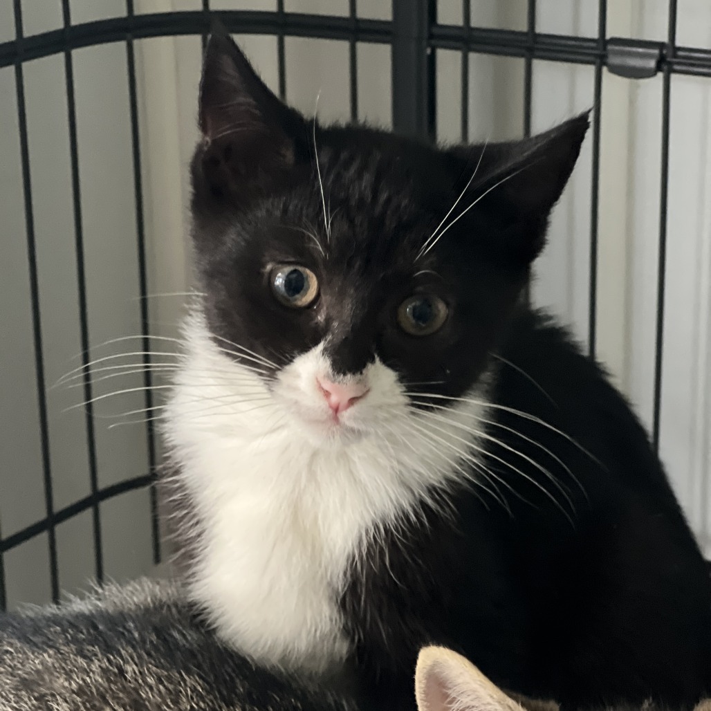 Domino