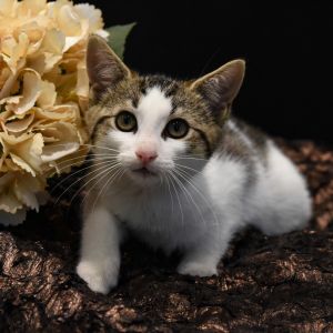 Dice, Baby Female Domestic Short Hair