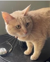I have striking markings and I am very sweet as well Please adopt me and give me the forever home