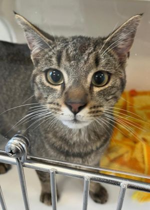 Winston Purr-chill, Adult Male Domestic Short Hair