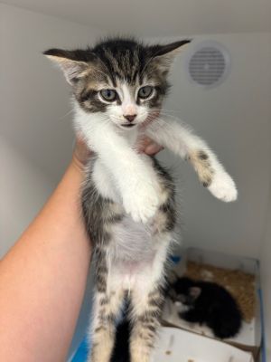 Nugget, Baby Female Domestic Short Hair
