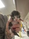 Nugget photo 2